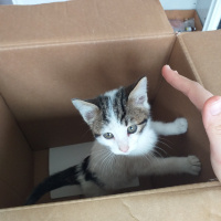 Tekir Kedi, Kedi  Recel fotoğrafı