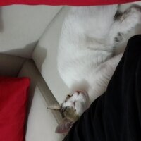 Tekir Kedi, Kedi  Çıtır fotoğrafı