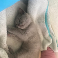 British Shorthair, Kedi  Lina fotoğrafı