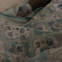 British Shorthair, Kedi  Lina fotoğrafı