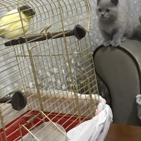 British Shorthair, Kedi  Lina fotoğrafı