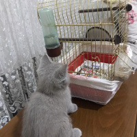 British Shorthair, Kedi  Lina fotoğrafı