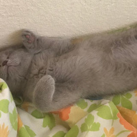 British Shorthair, Kedi  Lina fotoğrafı
