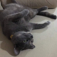 Tekir Kedi, Kedi  Mercan fotoğrafı