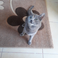 Tekir Kedi, Kedi  Mercan fotoğrafı