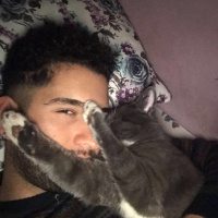 Sarman, Kedi  Tom fotoğrafı