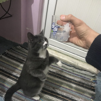Sarman, Kedi  Tom fotoğrafı
