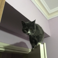 Sarman, Kedi  Tom fotoğrafı