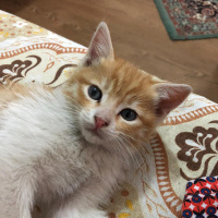 Tekir Kedi, Kedi  Barney fotoğrafı
