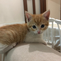 Tekir Kedi, Kedi  Barney fotoğrafı