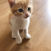 Tekir Kedi, Kedi  Barney fotoğrafı