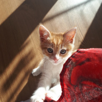 Tekir Kedi, Kedi  Barney fotoğrafı