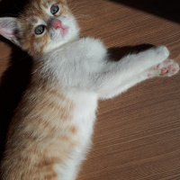 Tekir Kedi, Kedi  Barney fotoğrafı