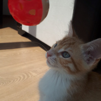 Tekir Kedi, Kedi  Barney fotoğrafı