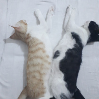 Tekir Kedi, Kedi  Barney fotoğrafı