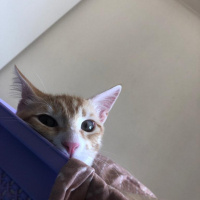 Tekir Kedi, Kedi  Barney fotoğrafı