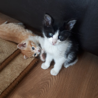 Tekir Kedi, Kedi  Ted fotoğrafı