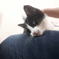 Tekir Kedi, Kedi  Ted fotoğrafı