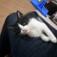 Tekir Kedi, Kedi  Ted fotoğrafı