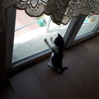 Tekir Kedi, Kedi  Ted fotoğrafı