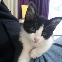 Tekir Kedi, Kedi  Ted fotoğrafı