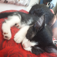 Tekir Kedi, Kedi  Ted fotoğrafı