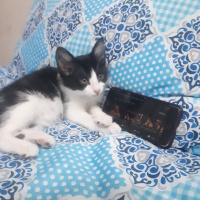 Tekir Kedi, Kedi  Ted fotoğrafı