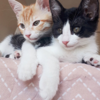 Tekir Kedi, Kedi  Ted fotoğrafı