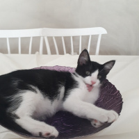 Tekir Kedi, Kedi  Ted fotoğrafı