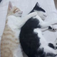 Tekir Kedi, Kedi  Ted fotoğrafı