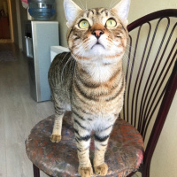 Tekir Kedi, Kedi  Kekik fotoğrafı