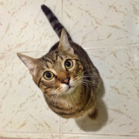 Tekir Kedi, Kedi  Kekik fotoğrafı