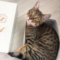 Tekir Kedi, Kedi  Kekik fotoğrafı