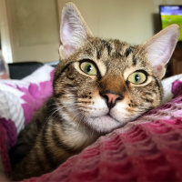 Tekir Kedi, Kedi  Kekik fotoğrafı