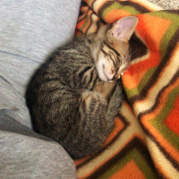 Tekir Kedi, Kedi  Kekik fotoğrafı