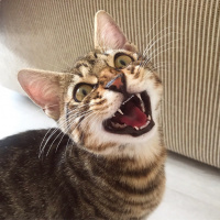 Tekir Kedi, Kedi  Kekik fotoğrafı