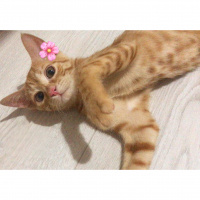 Sarman, Kedi  Zerda fotoğrafı