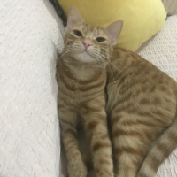 Sarman, Kedi  Zerda fotoğrafı