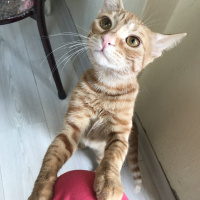 Sarman, Kedi  Zerda fotoğrafı
