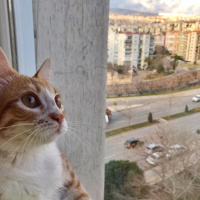 Sarman, Kedi  Mihri fotoğrafı