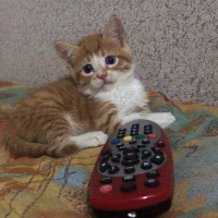 Sarman, Kedi  Mihri fotoğrafı