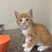 Sarman, Kedi  Mihri fotoğrafı