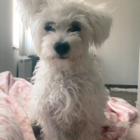 Maltese, Köpek  RAKI fotoğrafı