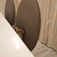 Scottish Fold, Kedi  Tosun fotoğrafı