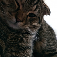 Scottish Fold, Kedi  Tosun fotoğrafı