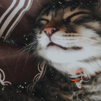 Tekir Kedi, Kedi  Mırmır fotoğrafı