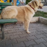Golden Retriever, Köpek  Paşa fotoğrafı
