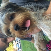 Yorkshire Terrier, Köpek  Browni fotoğrafı