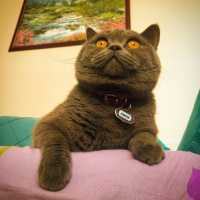 British Shorthair, Kedi  Amor fotoğrafı