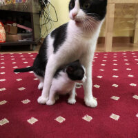 Tuxedo (Smokin) Kedi, Kedi  Mırloş fotoğrafı